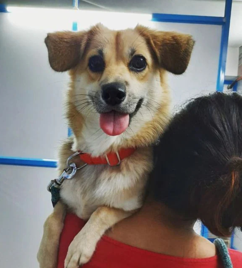 Blue Ridge — Pet Grooming