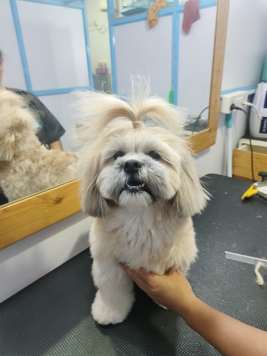 A freshly groomed dog at Blue Ridge