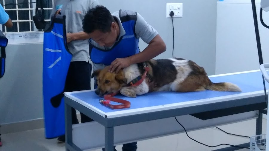 A vet examining a dog at Blue Ridge